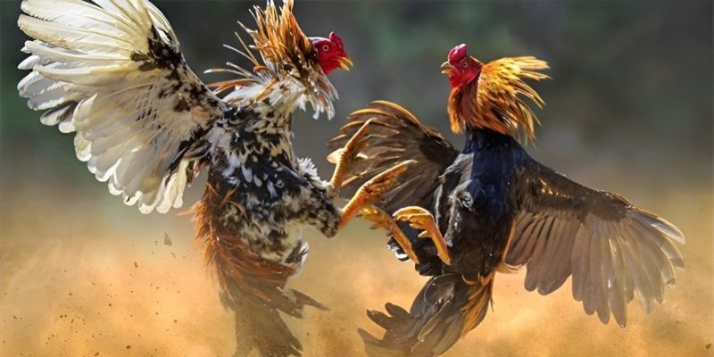 Đá gà 3King và những yếu tố làm nên sự thành công